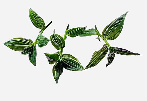 FOLIAGEMS Esquejes de plantas sin raíz de USKC (3 piezas Tradescantia Flumenisis 'Lavender' sin esquejes de raíz)