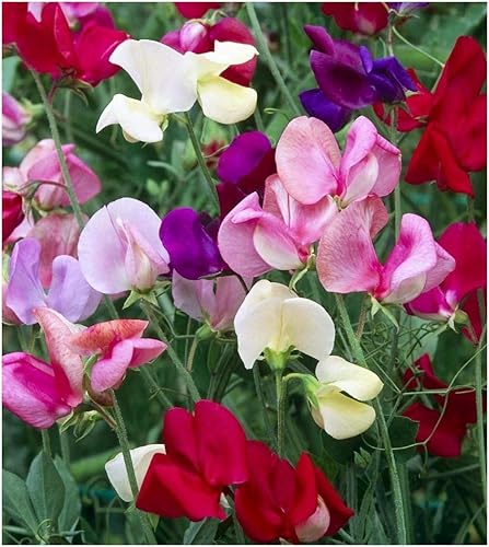 Guisantes Dulces Fragantes 100 Semillas Familia Real (Lathyrus odoratus)