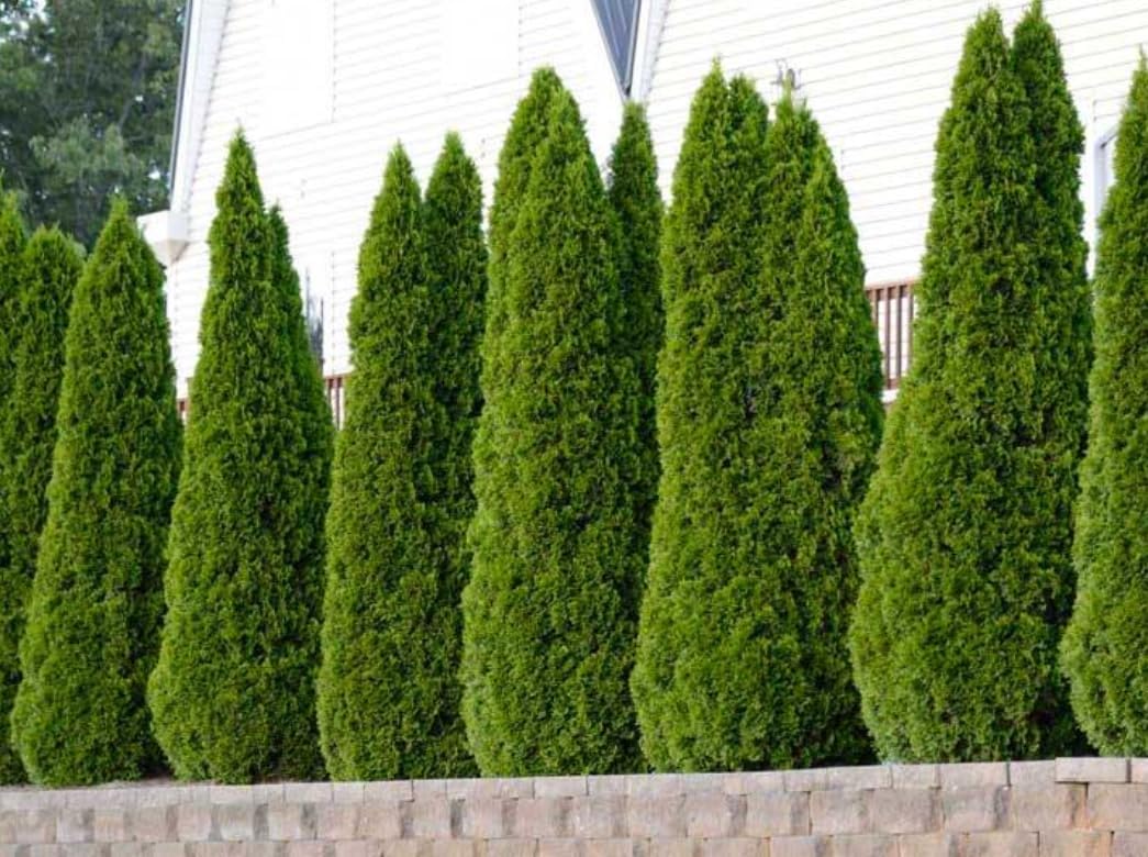 10 Emerald Green Arborvitae Trees/Shrubs - 6-12" Tall Live Plants - Evergreen Hedges/Bushes - Thuja occidentalis 'Smaragd' - (10 Pack)