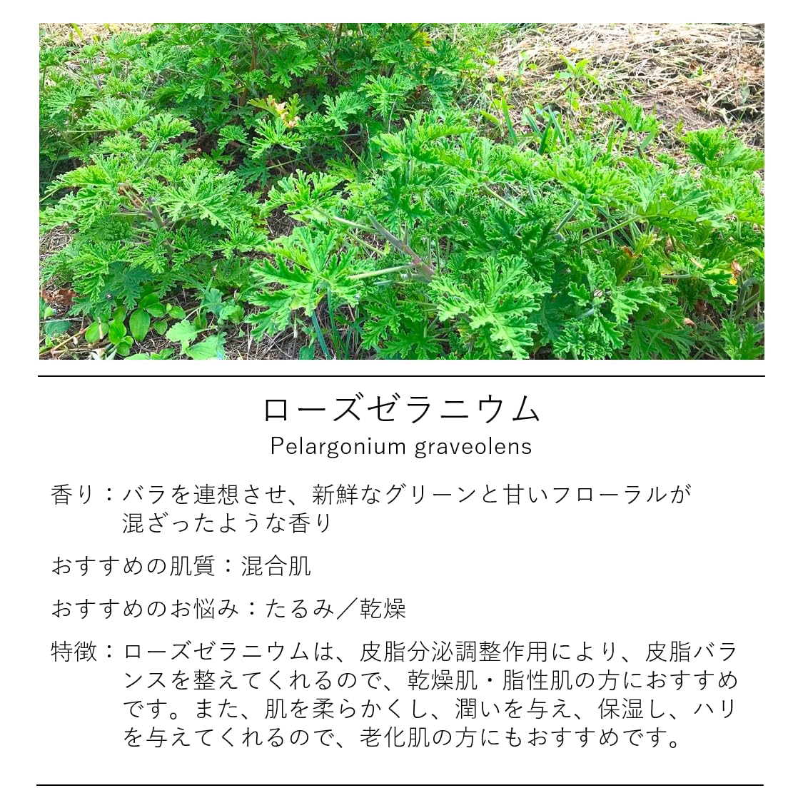 Amazon.co.jp: ハーブチンキ ハーブティンクチャー チンキ 化粧品原料