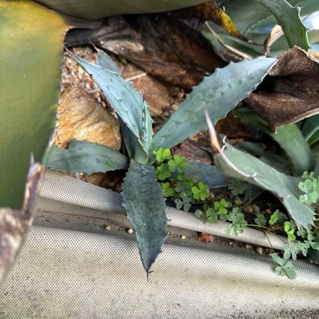 アガベ オバティフォリア 大株 フロスティブルー バンジー ドワーフの