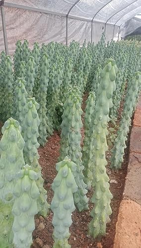 Miniatura 7 de Boobie Cactus Myrtillocactus Geometrizans Plantas suculentas raras vivas (10 pulgadas Boobie)