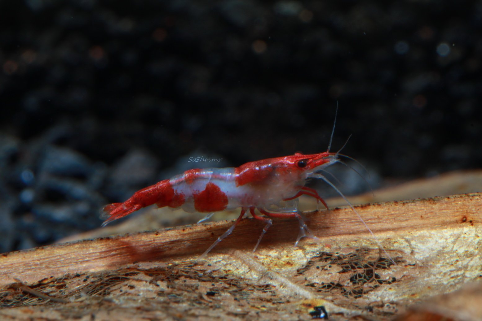 Live Freshwater Aquarium Shrimp Neocaridina (Red Rili, 5 Shrimp)