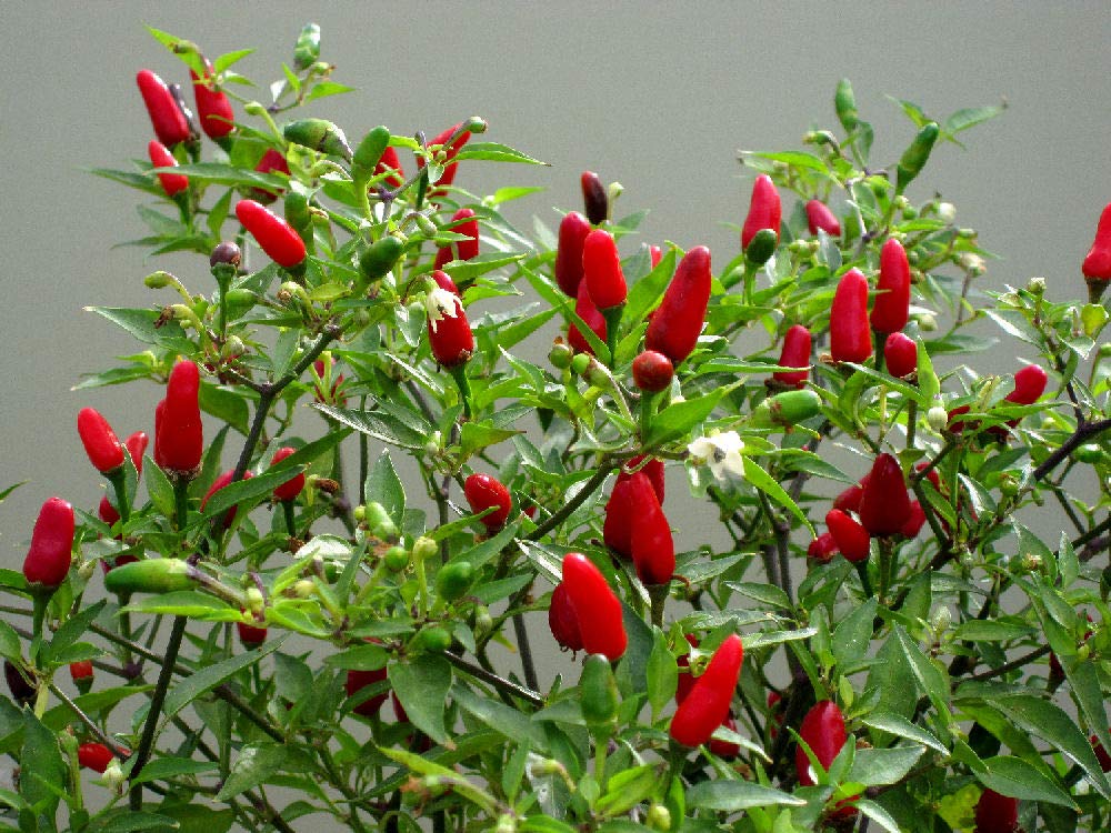 - 18 x Hot Thai Chilli Pepper - Vegetable/Fruit Seeds