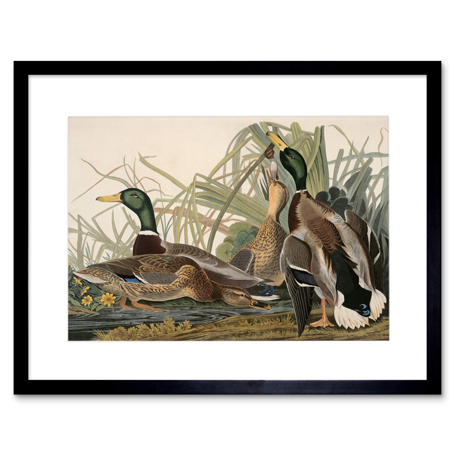 Wee Blue Coo Painting Bird Audubon Mallard Duck Framed Wall Art Print