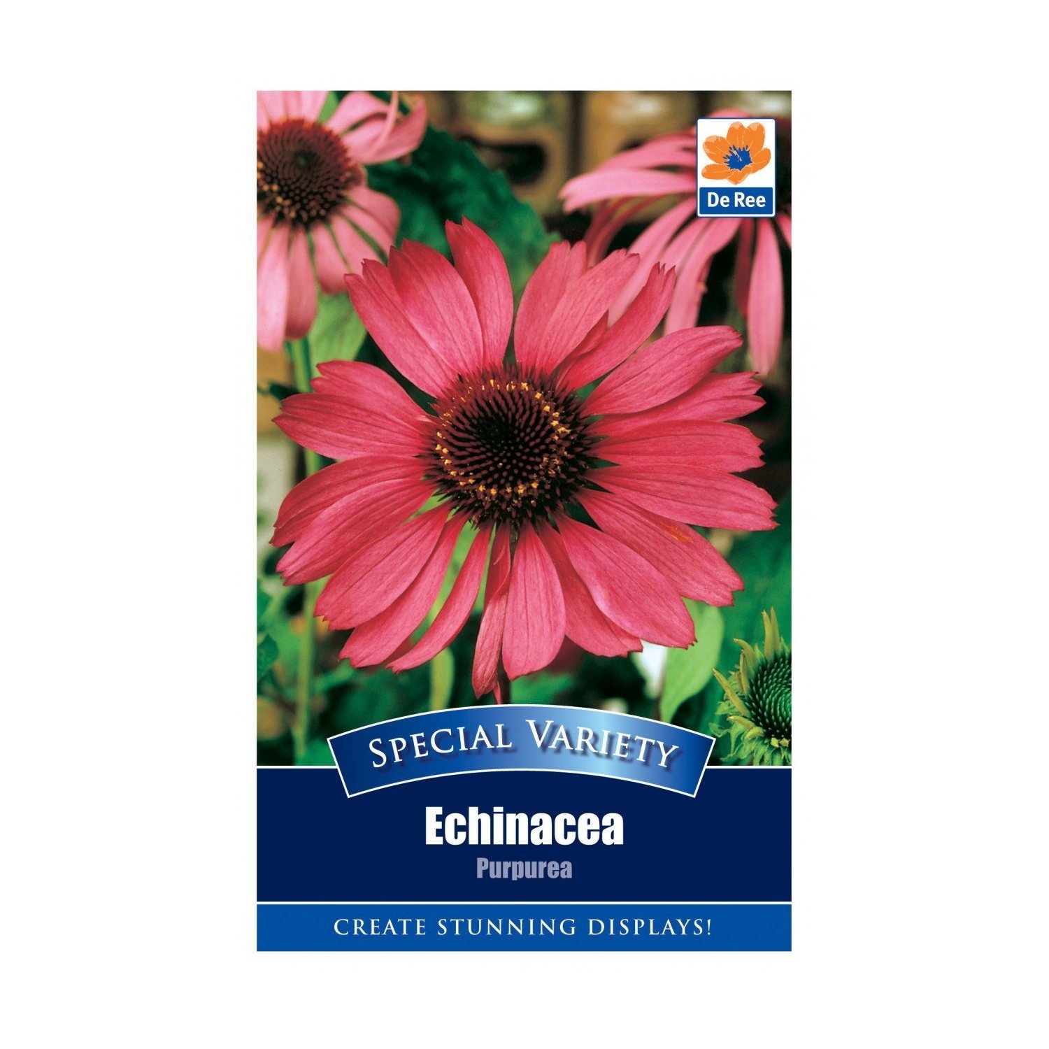 Echinacea Purpurea Seeds
