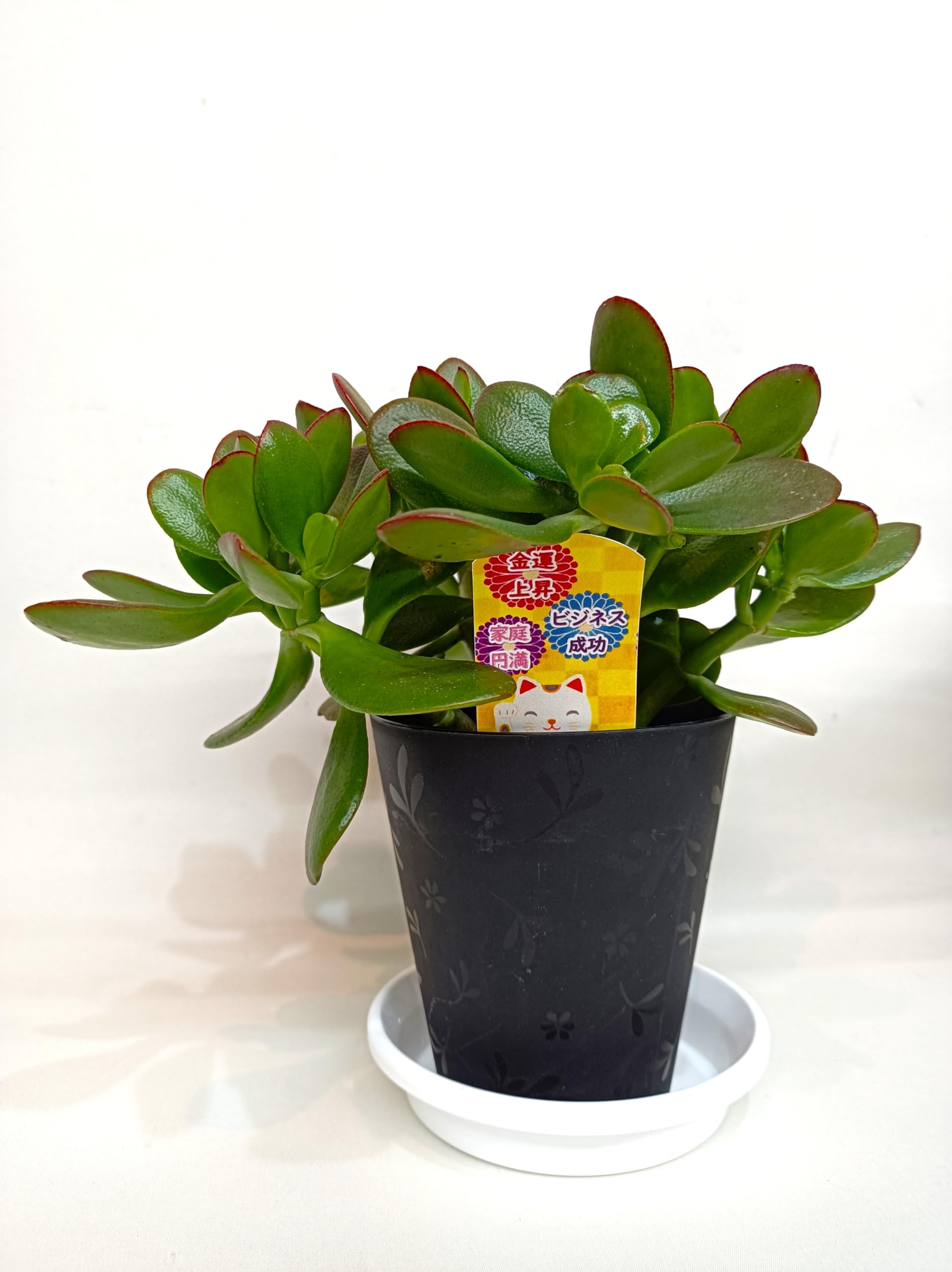 Amazon｜金のなるHappyの木【金のなる木 4号 鉢皿つき 2個セット】jade