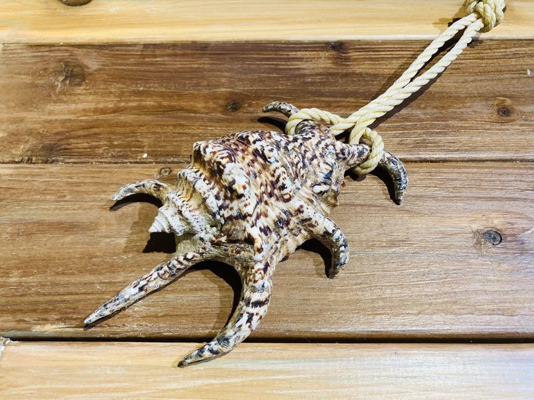 Amazon.co.jp: スイジガイ 水字貝 魔除け 厄除け 宮古島 ホビーグッズ 