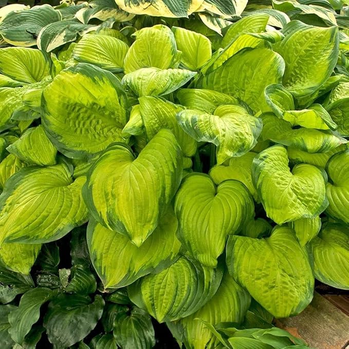 Stained Glass Hosta TriStar Plants 1 Quart Pot