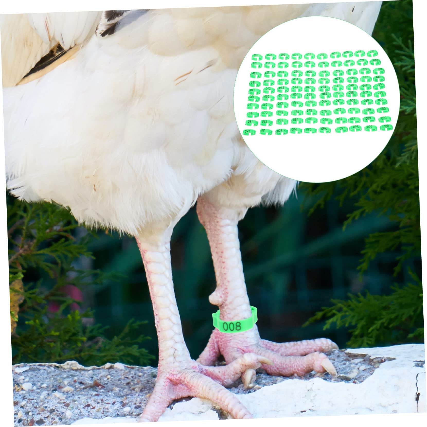 BESPORTBLE 200pièces Anneaux Numérotés Pour Poules Bracelets Identifiants De Volaille Vert Pour De Poules Canards Et Marquage Âges Et Séparation Élevages