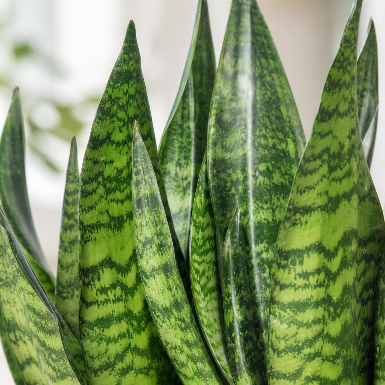 Sansevieria zeylanica Chancelière Hauteur env. 65 cm Diamètre du pot 17 cm