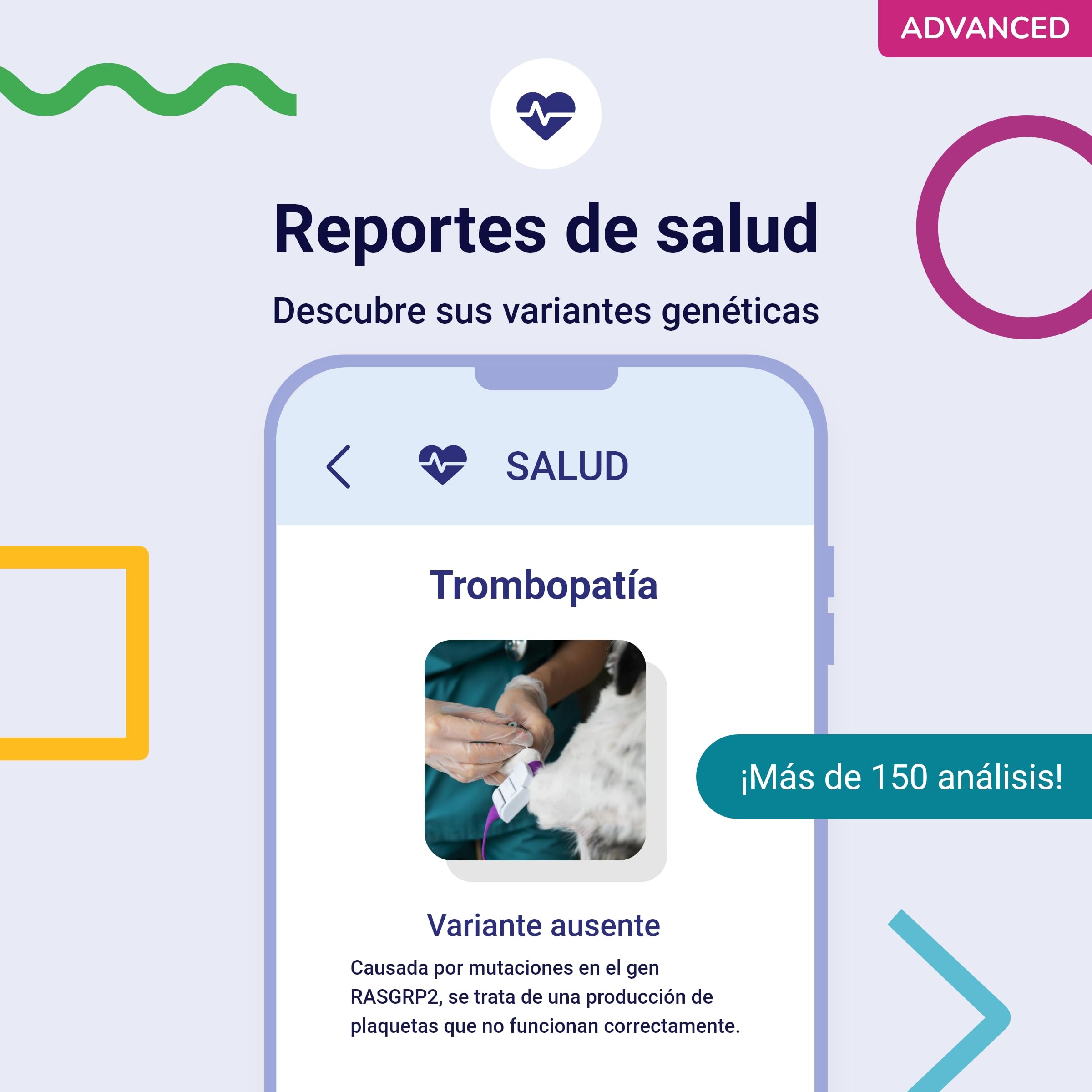 Koko Genetics test ADN perros Advanced (+175 reportes de razas, salud y rasgos). Actualizaciones sin coste