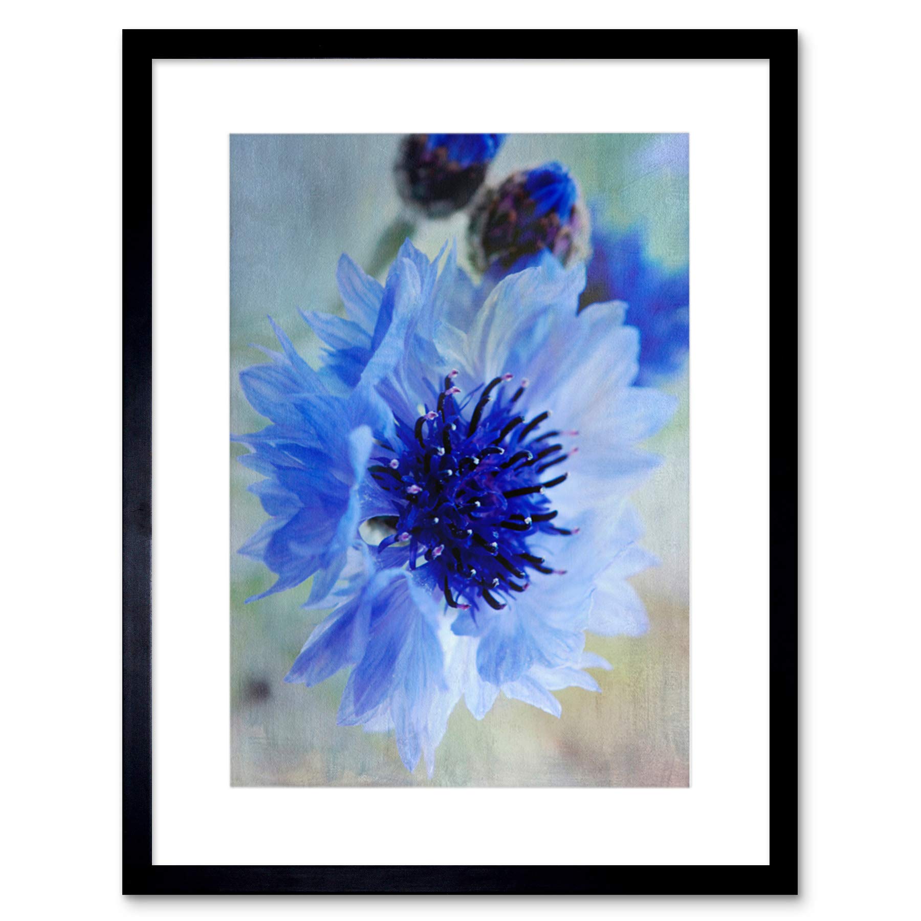 Wee Blue Coo Cornflower Flower Blue Bloom Art Framed Wall Art Print