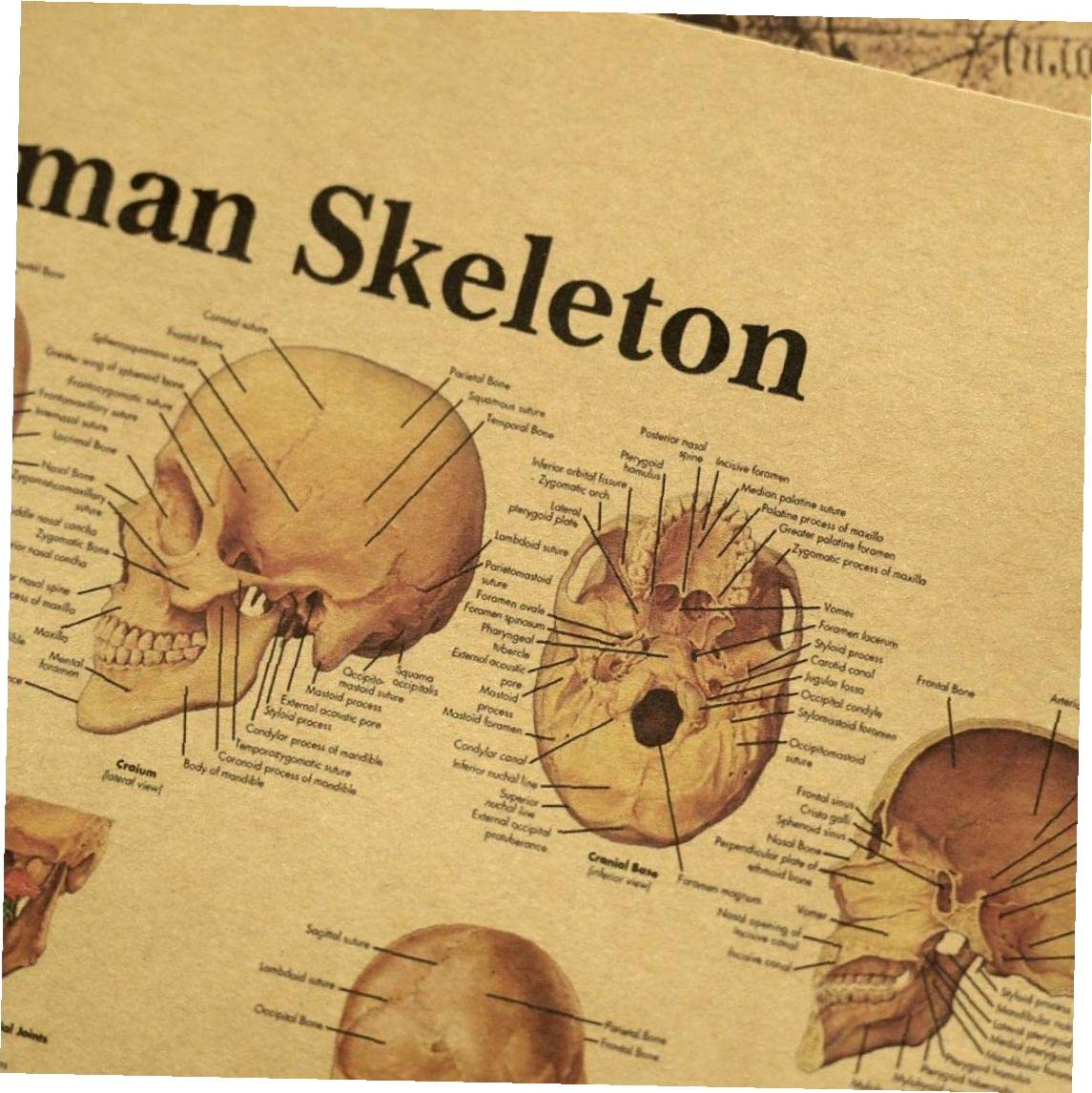 Amazon.co.jp: 身体 骨格系 解剖図 人体骨格 解剖ポスター