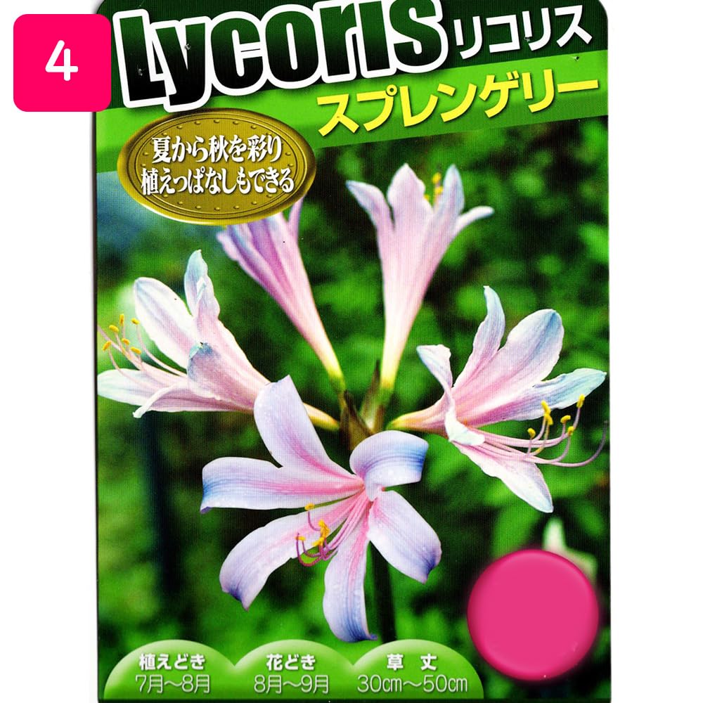 Amazon.co.jp: リコリス 球根 【5球】【スプレンゲリー】ムラサキ