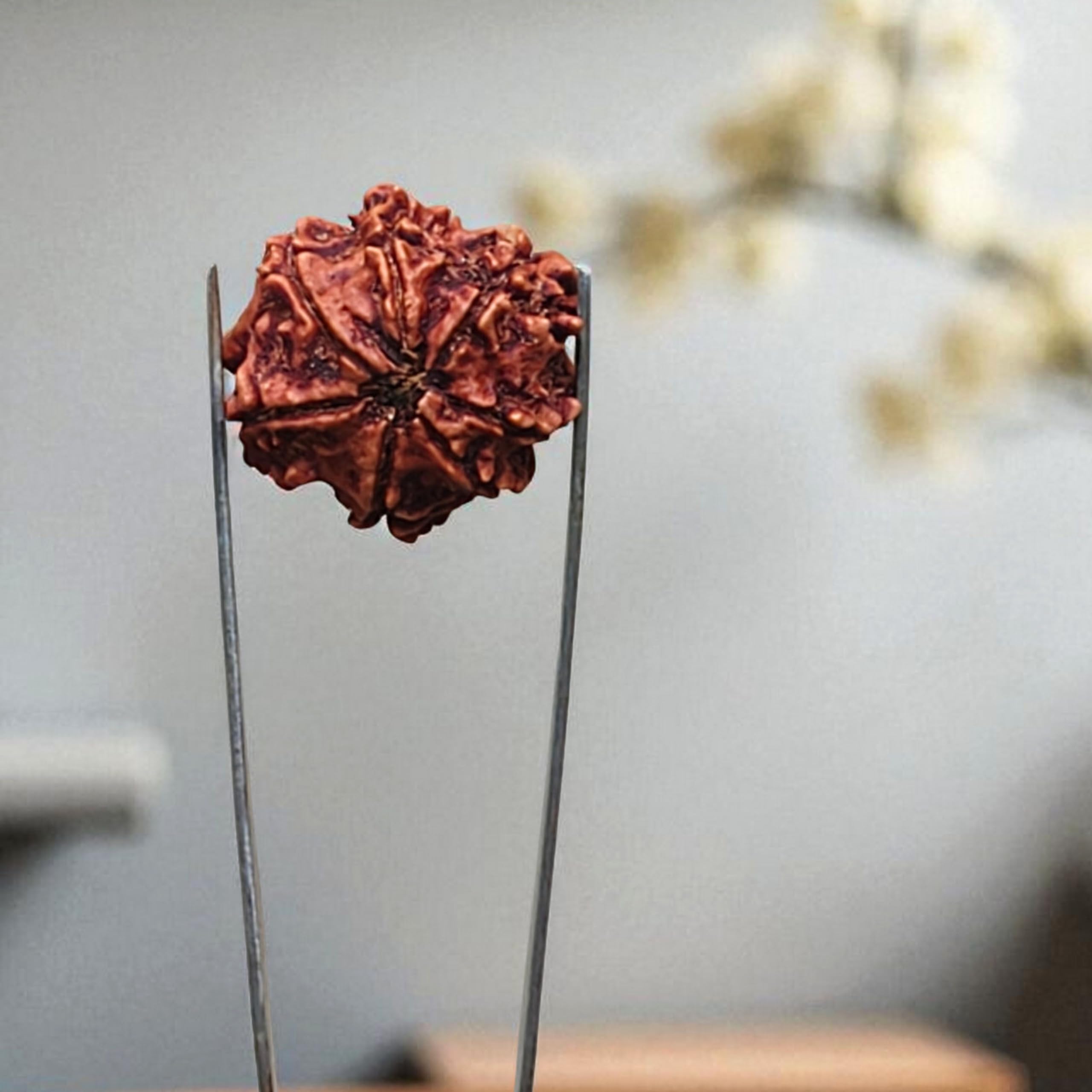 7 Mukhi Rudraksha Bead Necklace, Certified Natural Nepali Seven Faced Rudraksha Seed Pendant for Men and Women, Elaeocarpus Ganitrus Rudraksh for Pooja, Prayer, Meditation and Spiritual Use