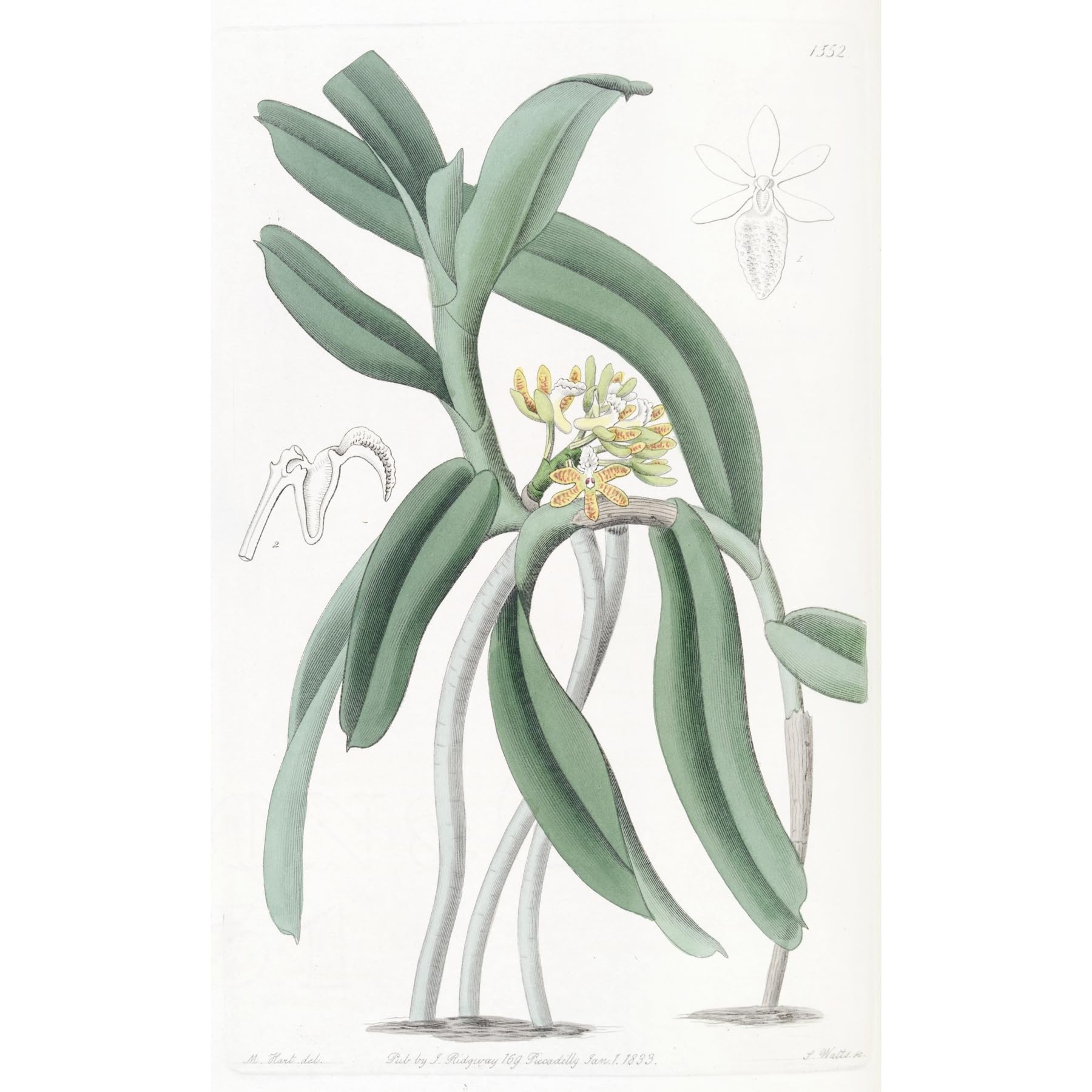 ArtDirect Pimpled Saccolabium (1815-1819) Unframed Art Print Giclee Poster by Sydenham Edwards - Ready for Framing with Customization Sizes 6x10, 9x14, 12x20, 22x36, 29x48 and 37x60 inches