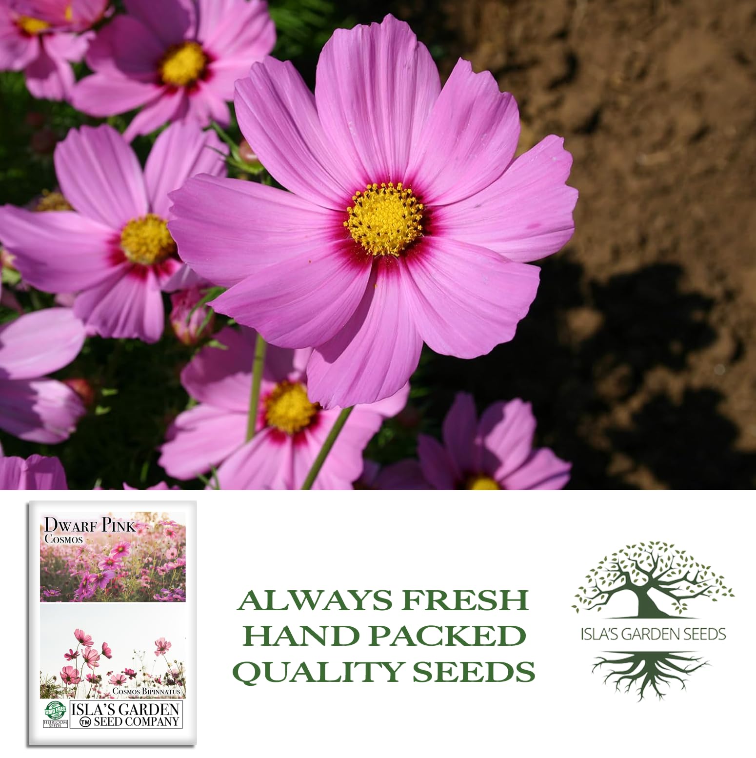 Amazon.com : Dwarf Pink Cosmos Flower Seeds for Planting, 500+