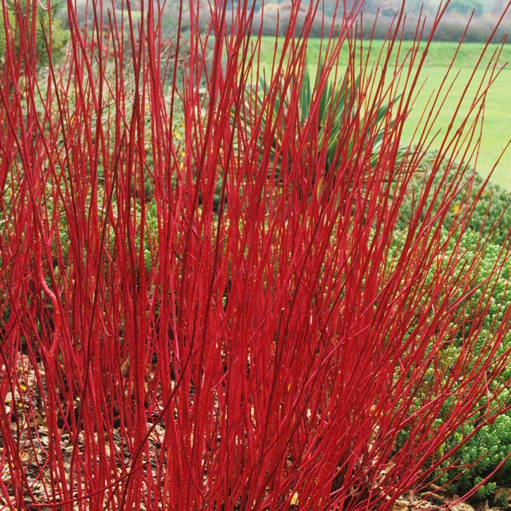 Cornus alba Sibirica - Red Dogwood, Plant in 9 cm Pot