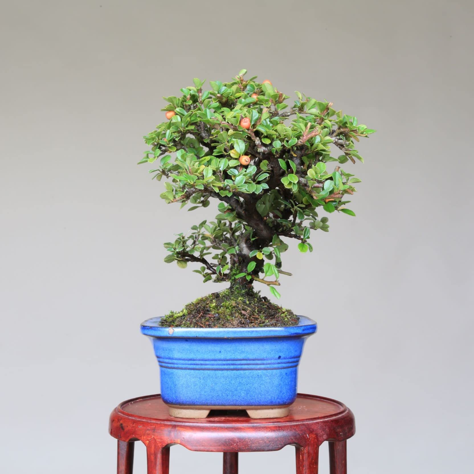Amazon.co.jp: 『紅紫檀』ベニシタン 小品盆栽【泰寿園 Online】 : DIY