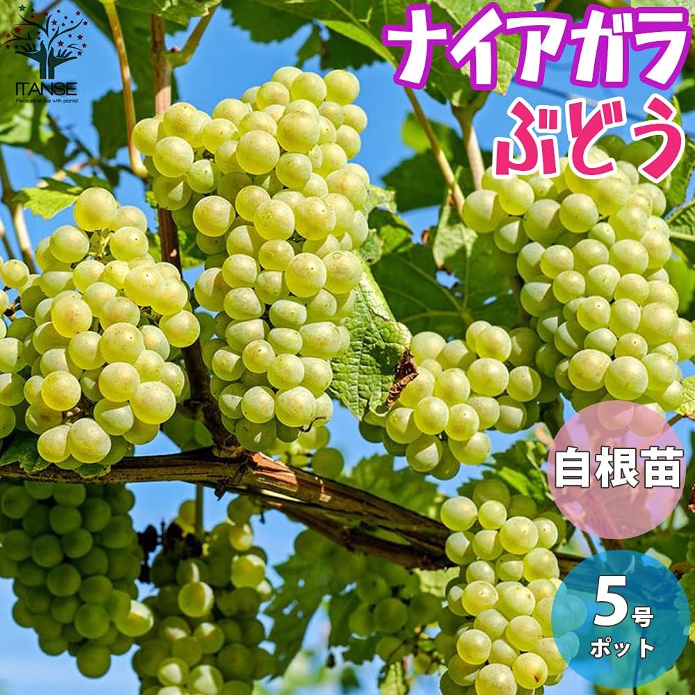 713avEFpdnL._AC_UF1000,