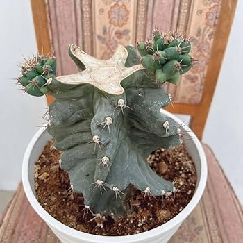 Amazon.co.jp: 多肉植物 ユーフォルビア セレウス スピラリス
