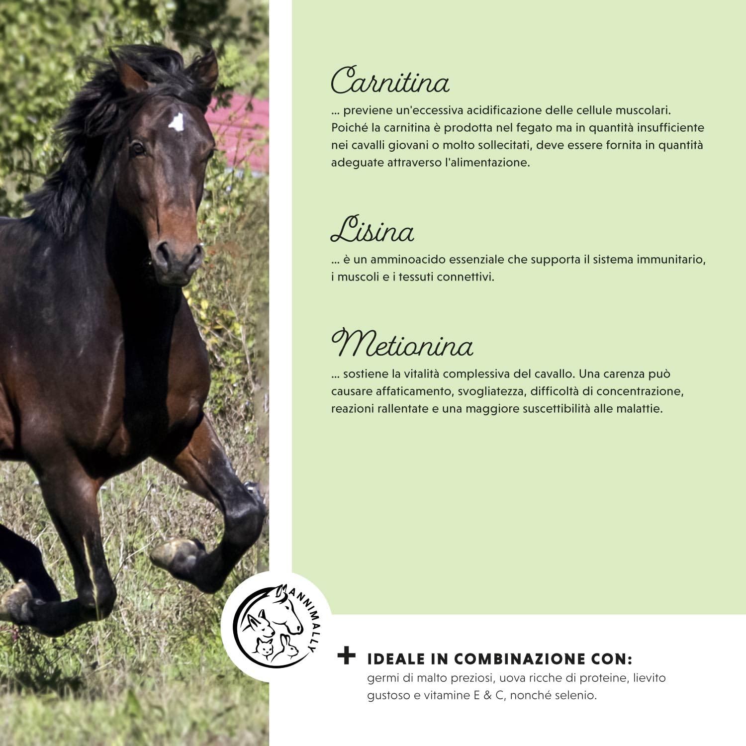 Polvere per lo sviluppo muscolare per cavalli da 700g con proteine della soia, lisina, carnitina, treonina, metionina - Integratore aminoacidico per il rafforzamento della muscolatura nei cavalli