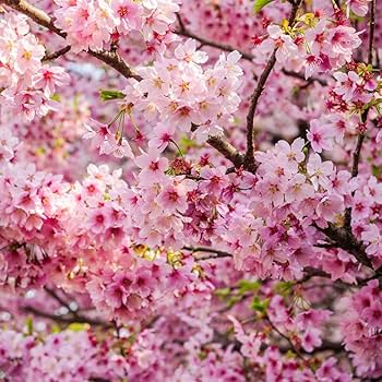cherry blossom 様 Amazon.com : 12 Japanese Flowering Cherry Blossom Seeds