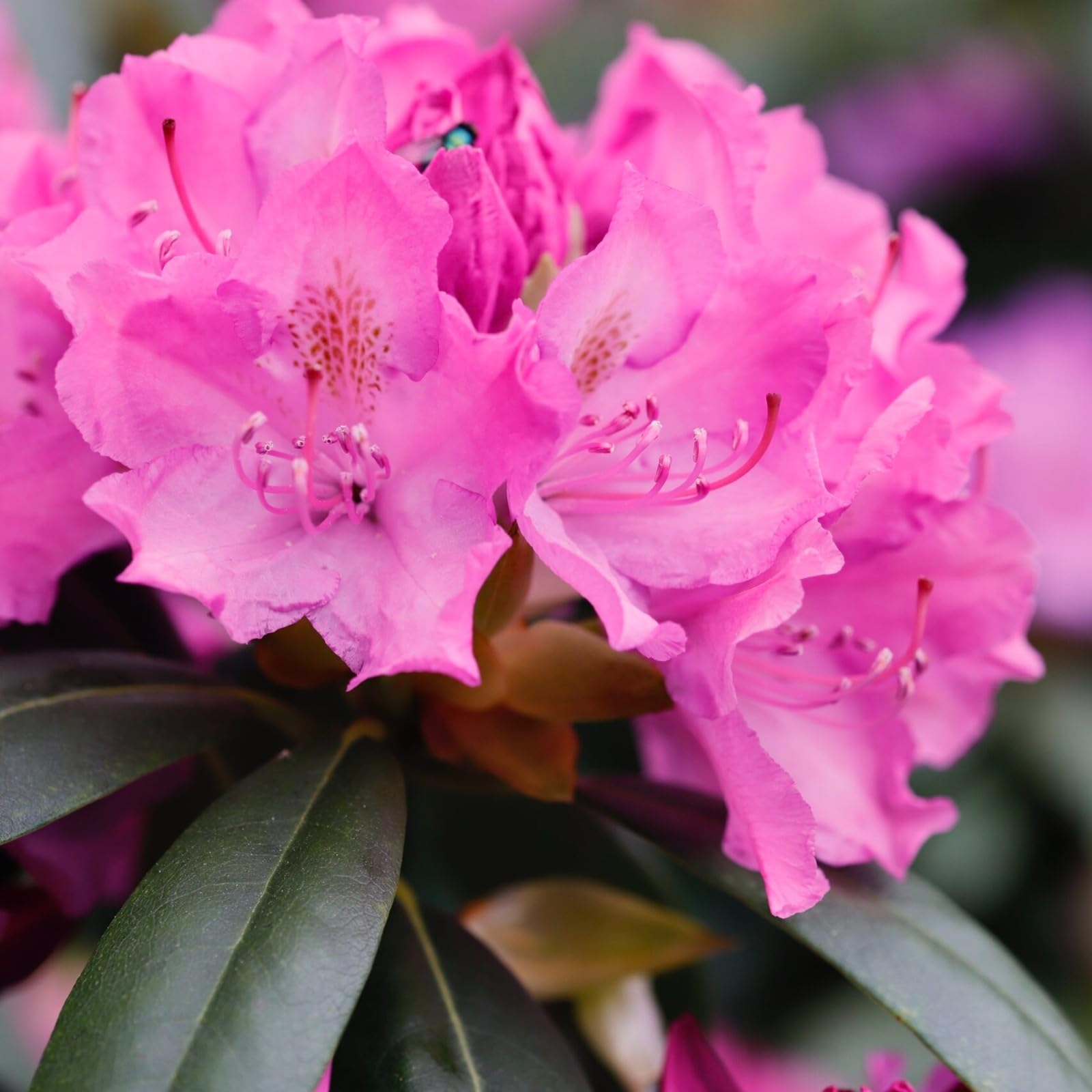 Carbeth Plants Rhododendron 'Roseum Elegans' x2 Plants