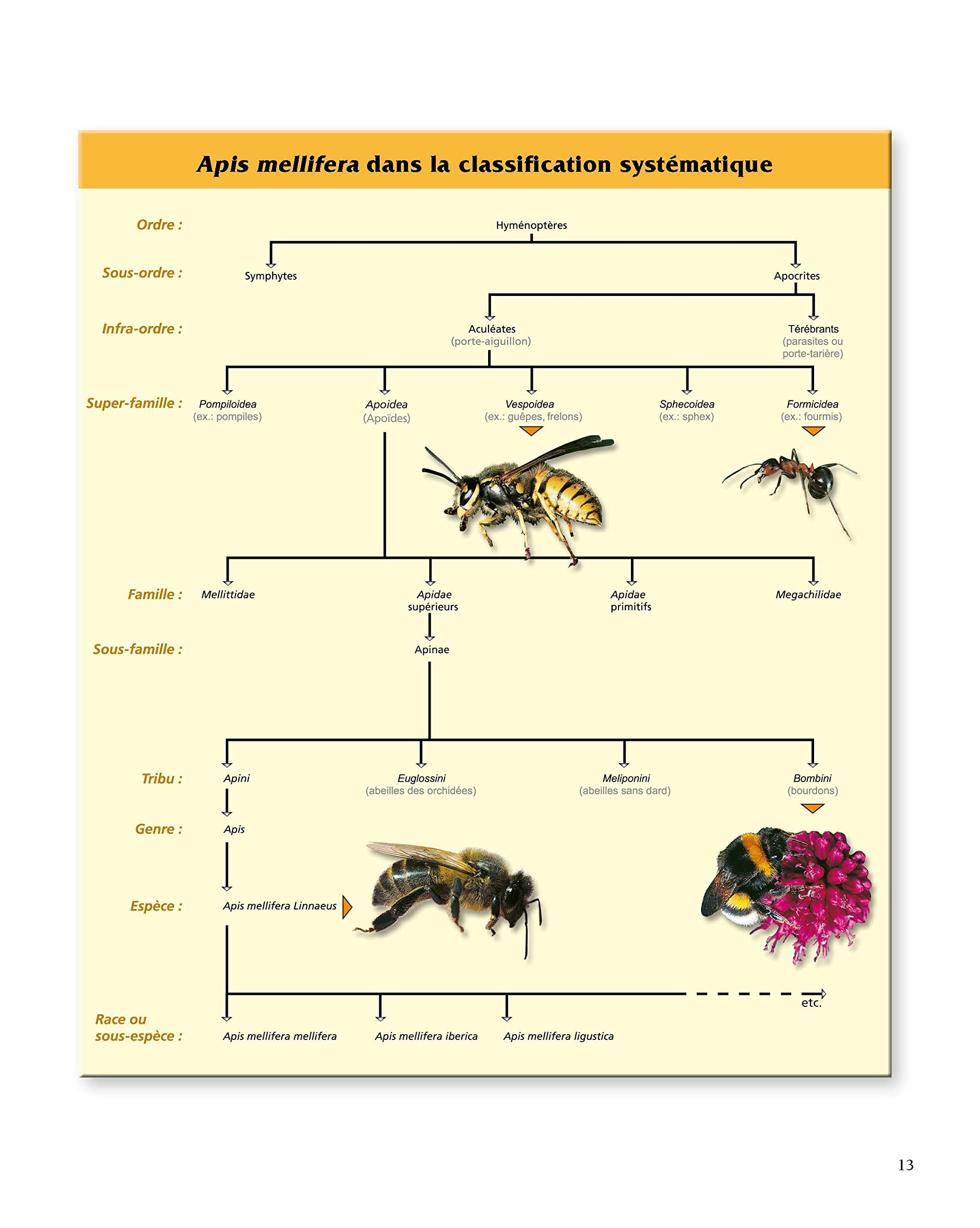 Le traité Rustica de l'apiculture version luxe