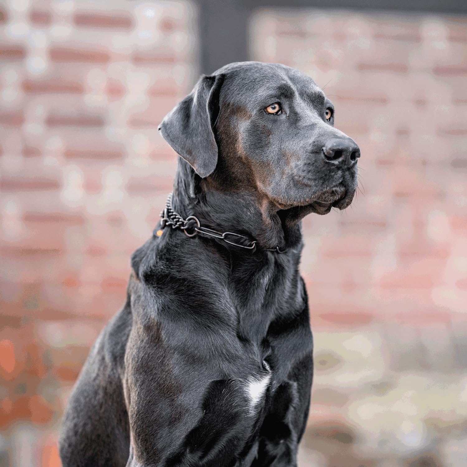 Sprenger, collana per cani con catena da 3 mm, in acciaio inox, per cani a pelo lungo, fino a 55 kg, colore nero (61 cm)