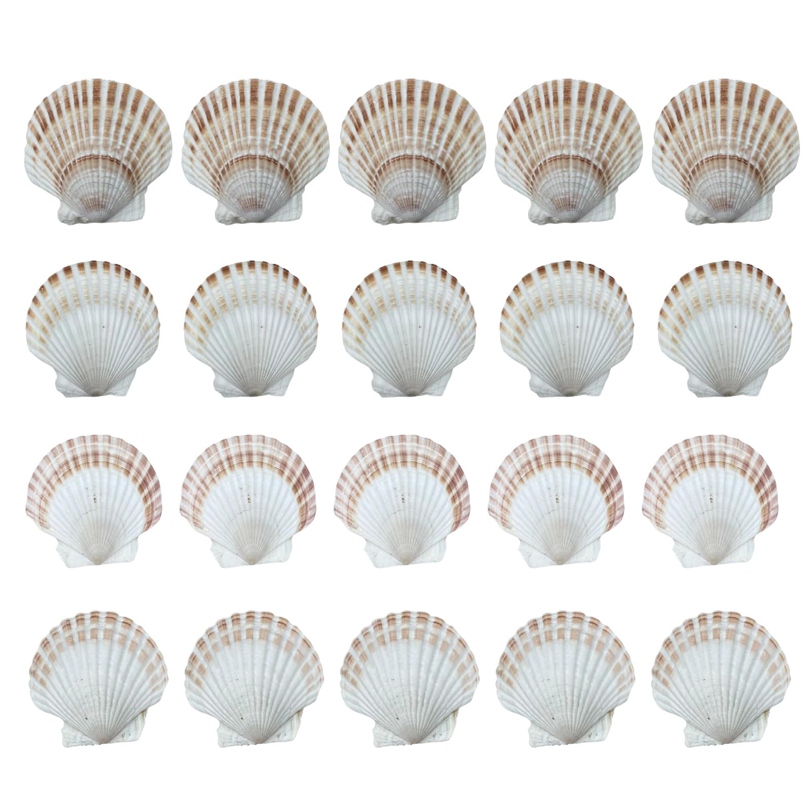 carotoe Bulk 20Pieces White Seashells for Painting Baking and Wedding Decors 6-8cm Scalloped Shells Crafting Supplies Shell Supplies