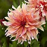 Dahlia Labyrinth Flower Seeds, Exotic Mix 100+ Seeds - Made in USA, Ships from Iowa.