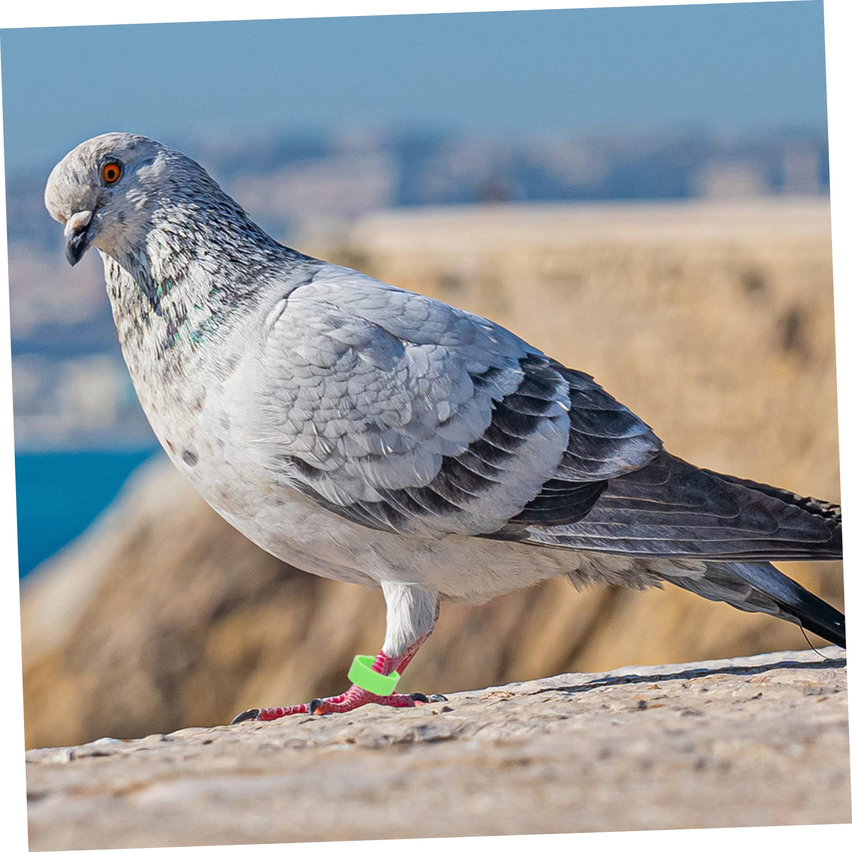 minkissy 900pezzi Anelli per Zampe di Uccelli Colorati Fascette per Piccioni e Pollame Identificazione Facile e Versatile per Pappagalli Anatre e Galline