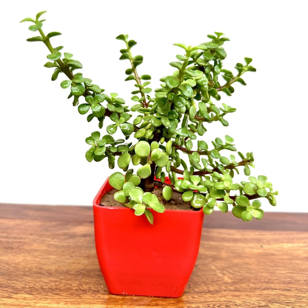 JARR Good Luck Jade Live Plant With Grow Pot (Size: 3.7 Inch Wide) | Low Maintenance Plant | Stylish Plants | Ideal for Living room | Indoor Plants for Living Room | Live Plants With Pots-image-32