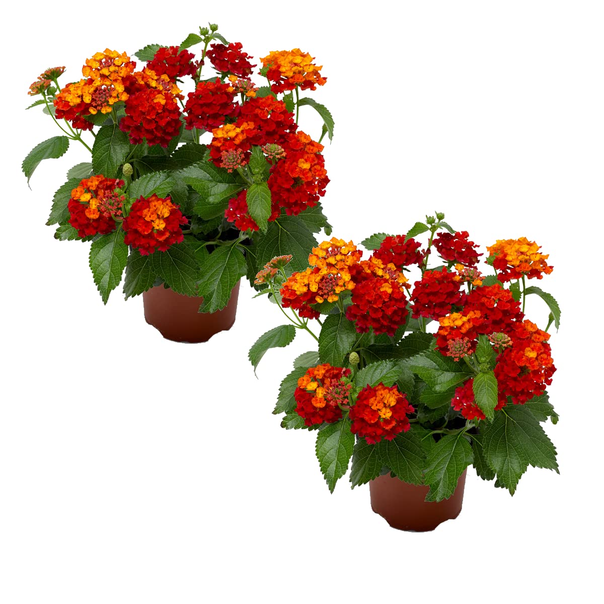 Lantana Camara Pack de 2 Unidades de Plantas Naturales con Flor para Terraza y Jardín
