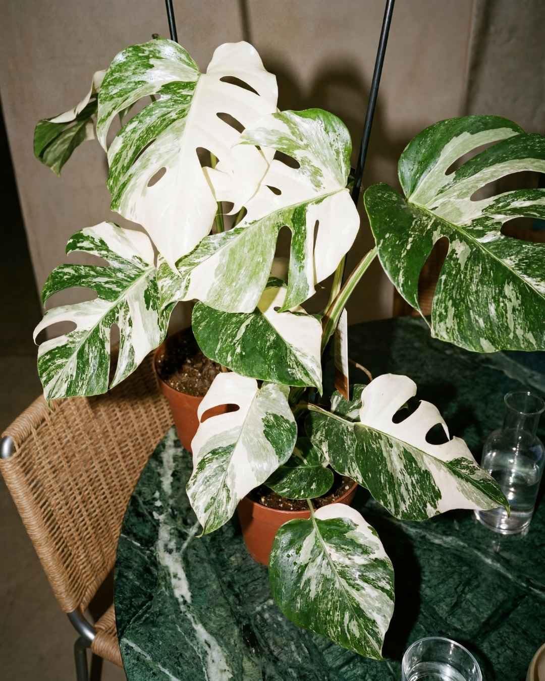 PUR PLANT Monstera Variegada | Costilla de Adán Variegada (Monstera deliciosa) | Planta Natural de Interior Grande | Maceta de Ø 16 cm