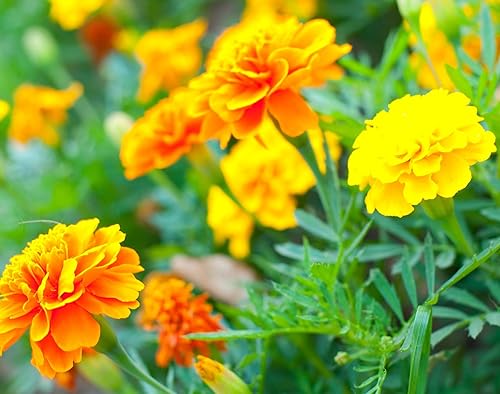 Semillas de caléndula para plantar - Más de 1,200 semillas - Hermosas flores multicolor