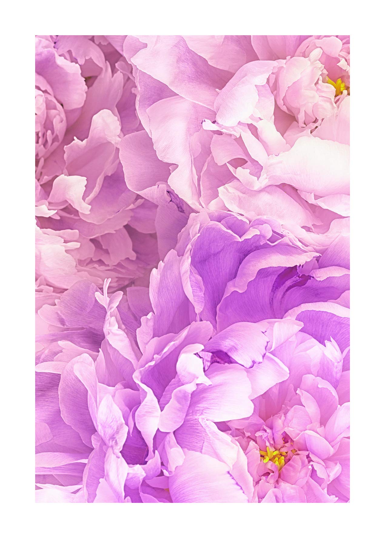 Komar Wall Picture, pink, 70L x 50W cm