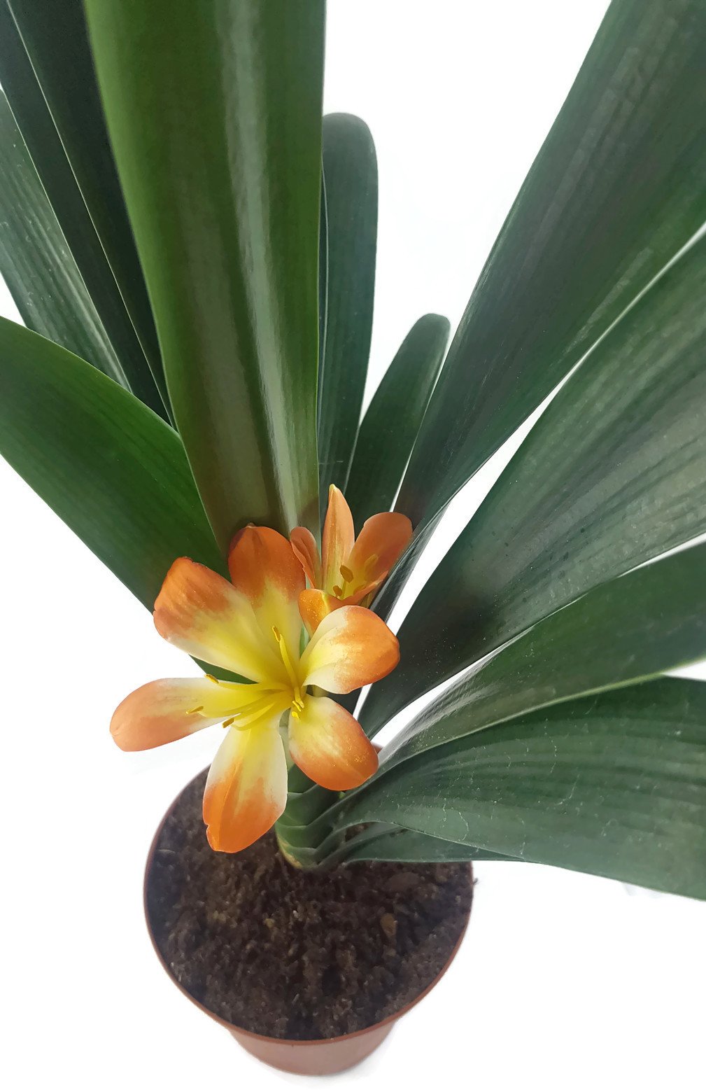 zauberhafte Clivia Hybride - ungewhnliche orange, gelbe Blte -  Riemenblatt fr des helle Fensterbrett geeignet - Klivia sehr schne  Zimmerpflanze : Amazon.de: Garten