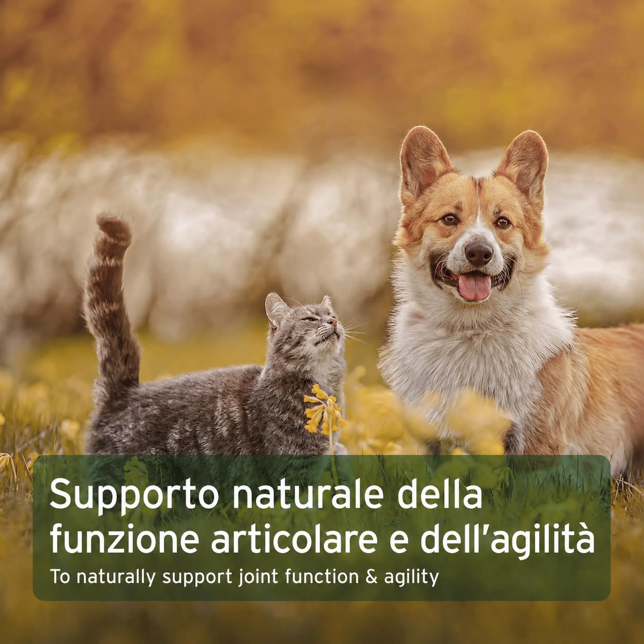 AniForte Artiglio del Diavolo - Articolazioni Attive 500g per Cani e Gatti, Integratore Naturale dell'Agle del Diavolo Africano per Il Movimento, per Supportare Articolazioni Agili e Flessibilità