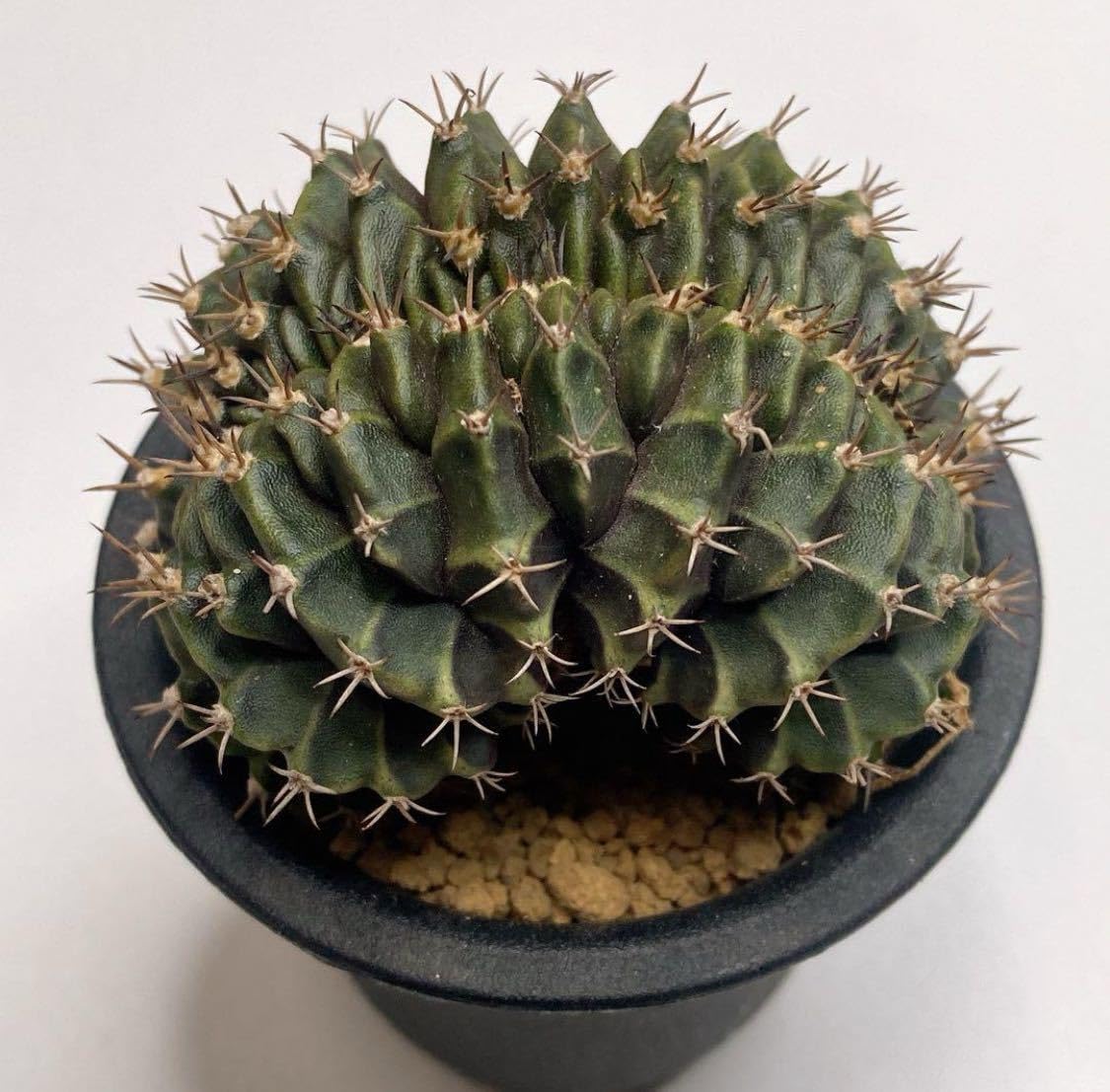 【珍品】 実生綴化.斑入り　多肉植物　花サボテン Amazon.co.jp: レア多肉植物 サボテン マミラリア ブカレンシス