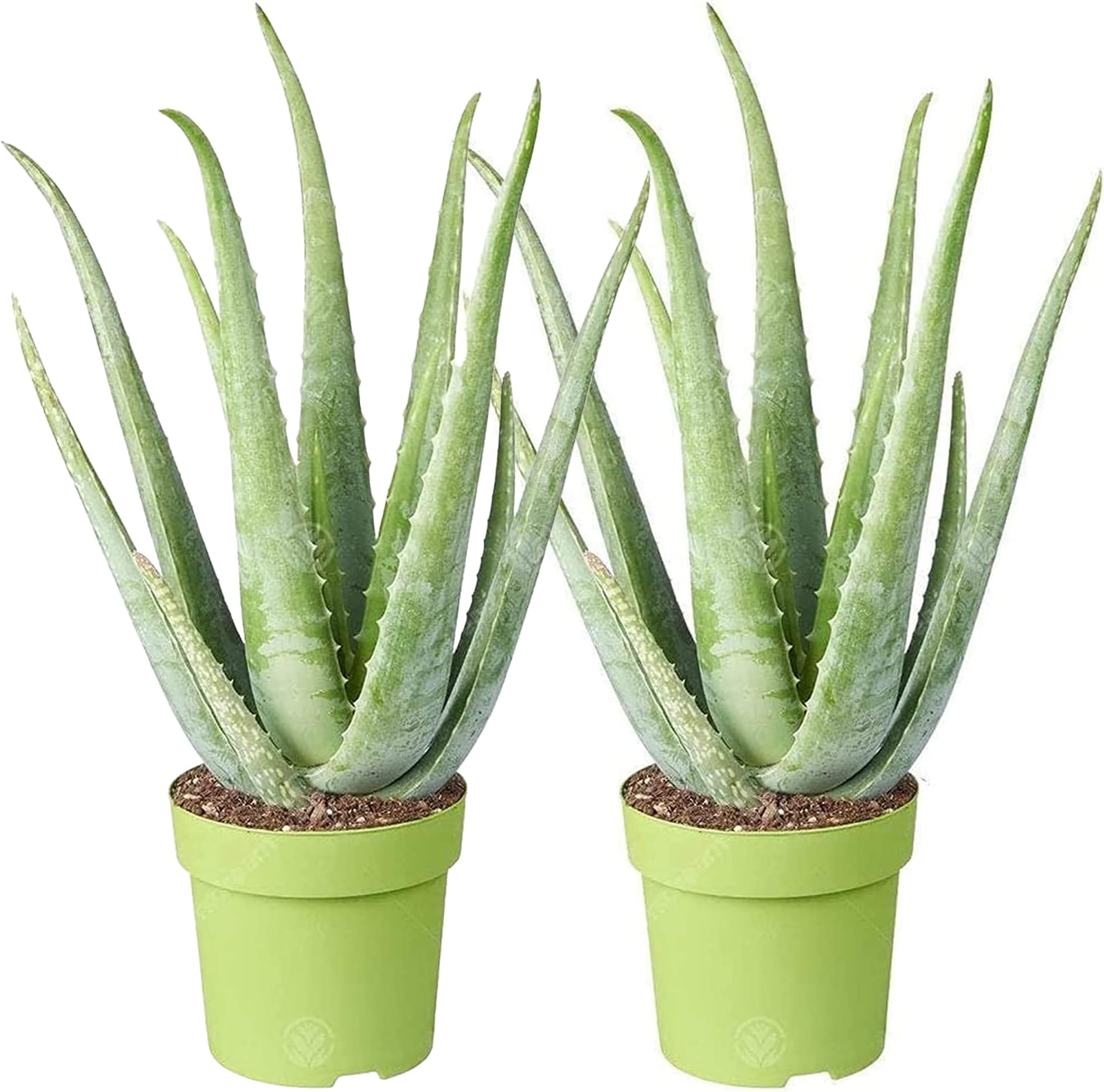 Aloe Vera Plant - 2 plants