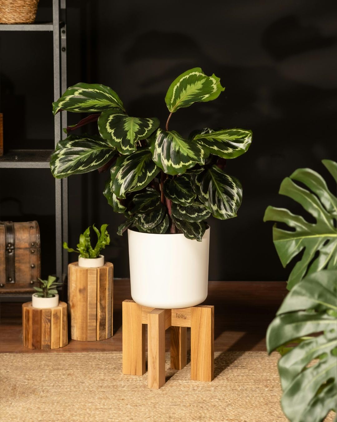 Pack 3x Plantas M Pet Friendly | Plantas Naturales | Pur Plant