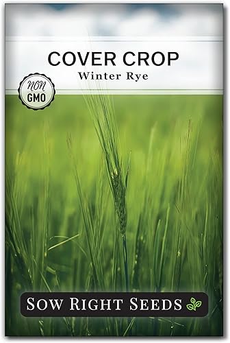 Sow Right Seeds - Semilla de centeno de invierno para plantar - Cubra los cultivos para plantar en el huerto de su hogar - Enriquece el suelo y disponible en Yaxa Peru