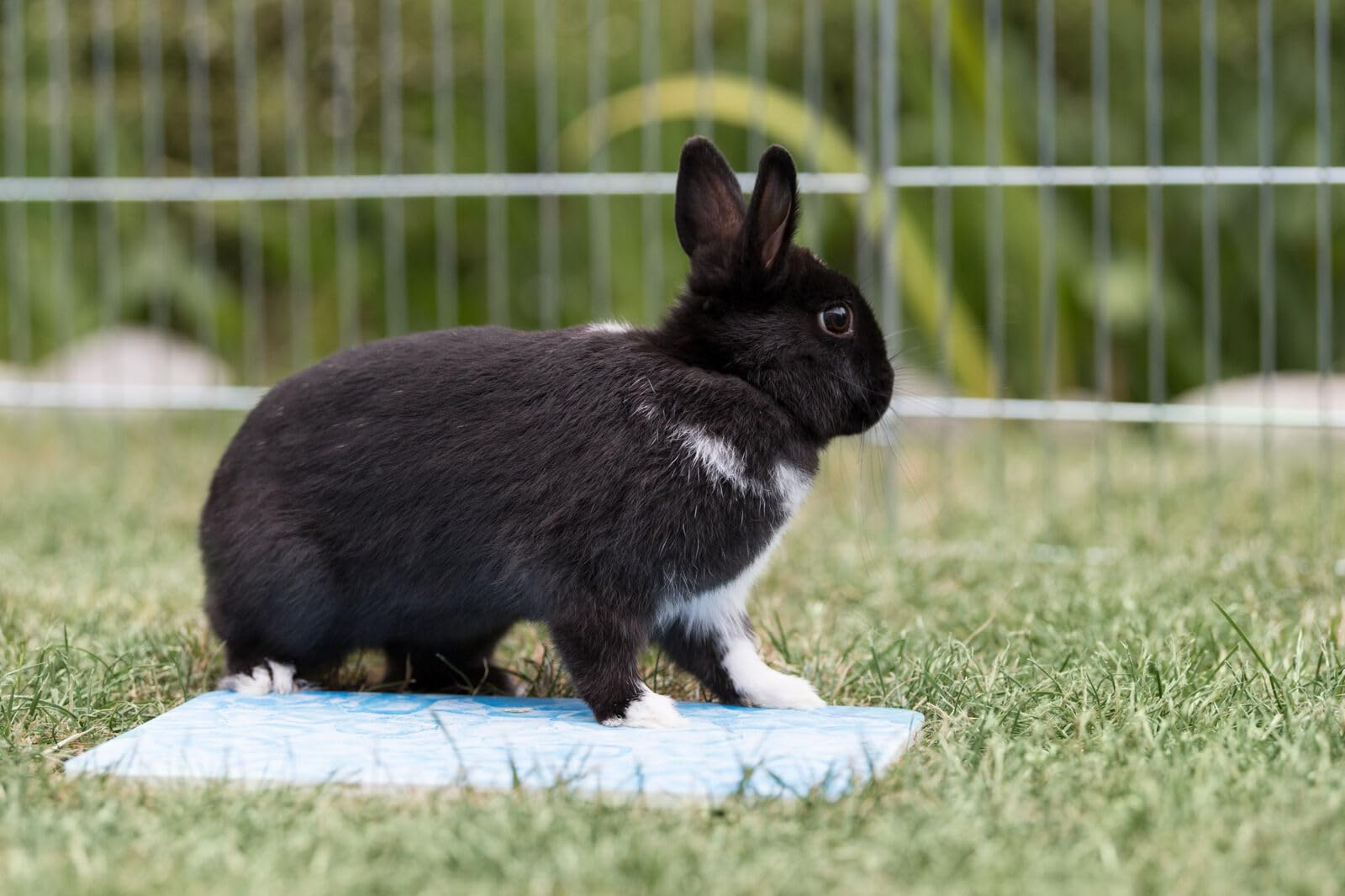 Trixie 63010 - Piastra refrigerante per Piccoli Animali