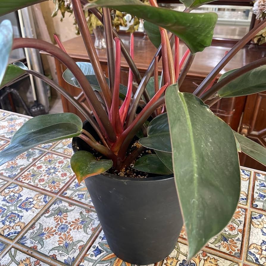 レア　超特大　フィロデンドロン　先祖返り　バーキン　ロジョコンゴ　2024419 レア 超特大 フィロデンドロン 先祖返り バーキン ロジョコンゴ