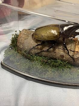 D.h. ヘラクレス　標本 max 180㎜ Amazon.co.jp: カブトムシ 標本 透明ケース入り ヘラクレス