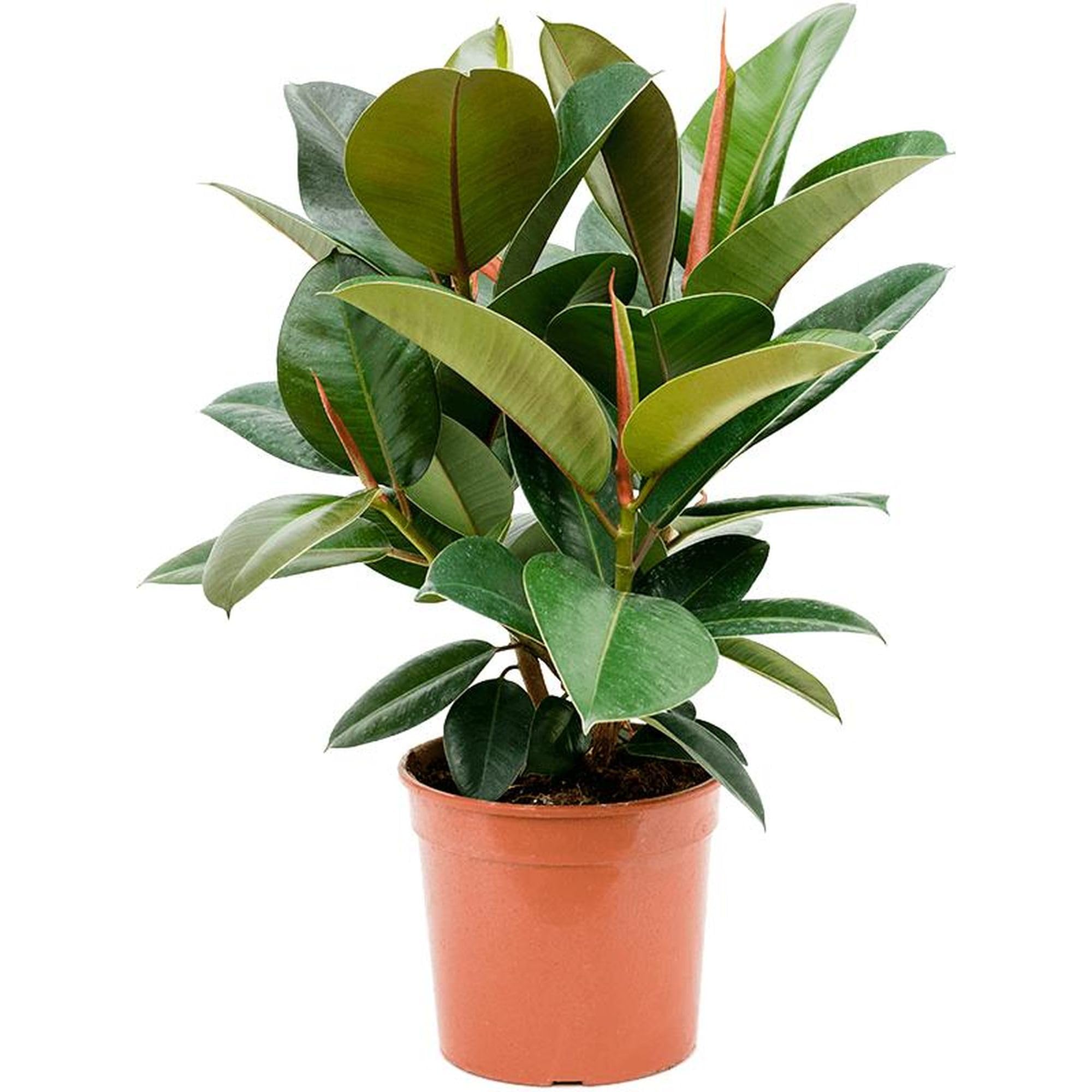 Gummibaum Busch verzweigt - echte Zimmerpflanze, Ficus elastica 'Robusta' -  Hhe ca. 70 cm, Topf- 21 cm : Amazon.de: Garten