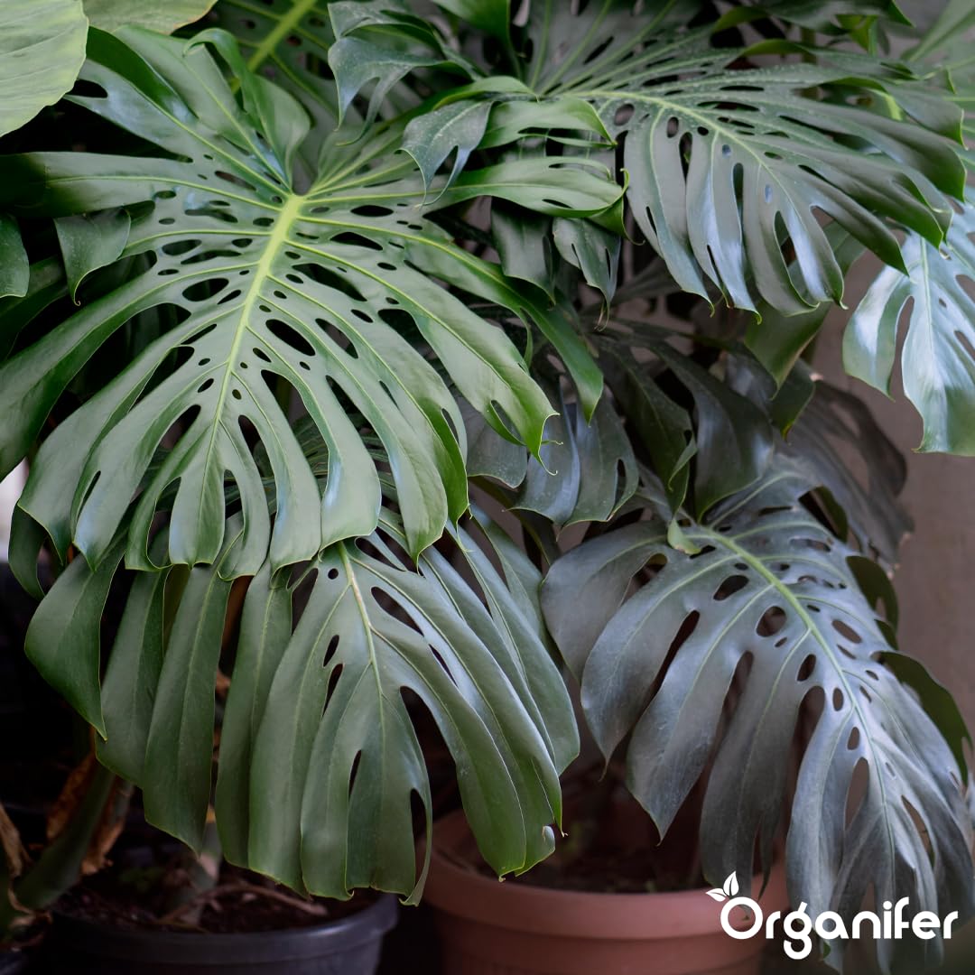 Monstera Flüssigdünger - 10L - NPK 3-4-3 | Flüssig-Pflanzendünger Für Große Zimmerpflanzen Und Dekorative Tropicals - Organifer